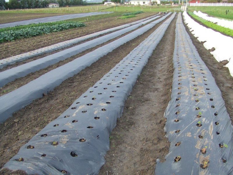 bạc phủ nông nghiệpc2.jpg